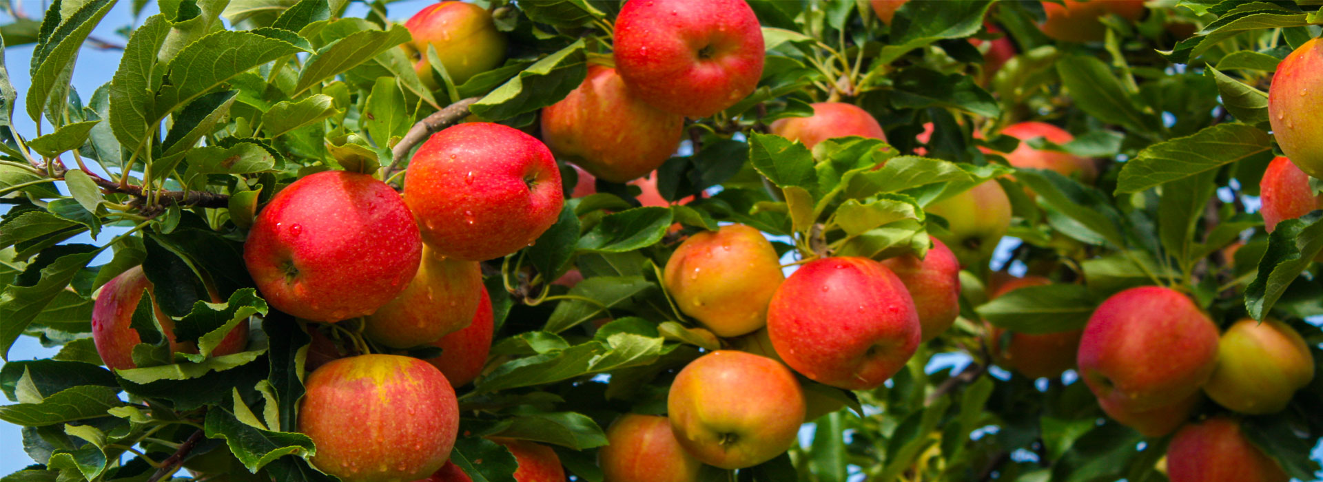 Apple Orchards