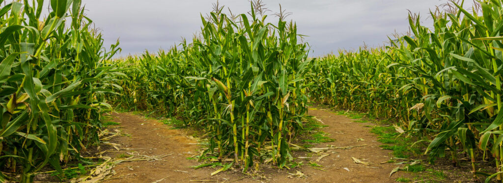Corn Maze Header