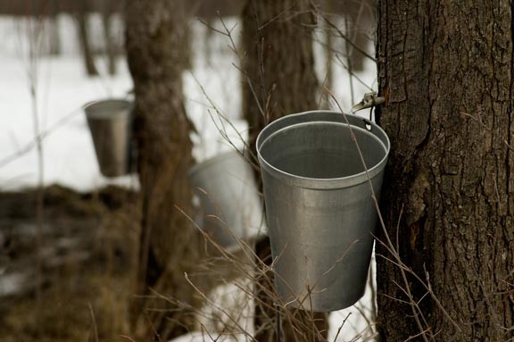 maple sugaring season in mad river valley