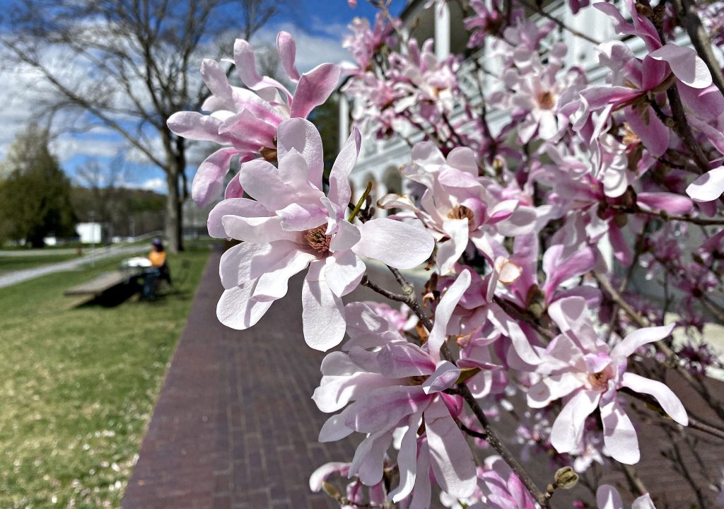 BENN blooms2 1024x720 1
