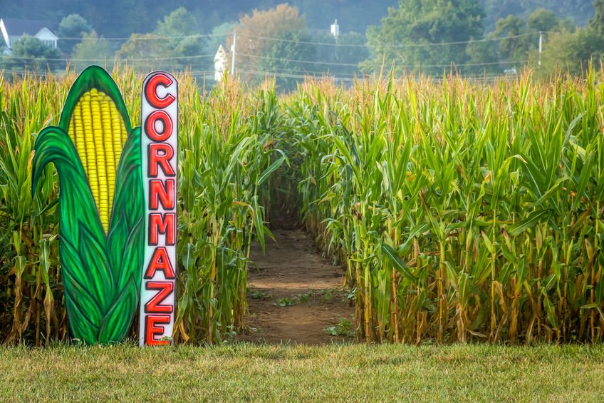 We LoVermont - Corn Mazes