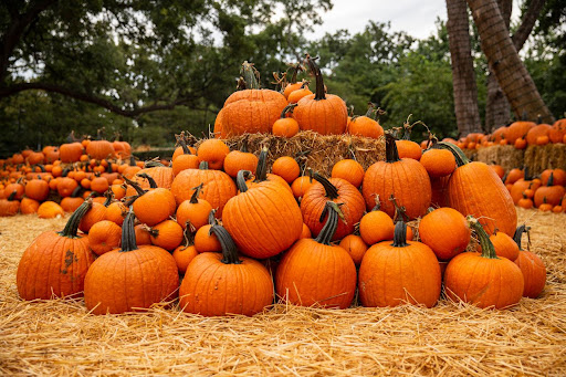 We LoVermont - Pumpkin Patches