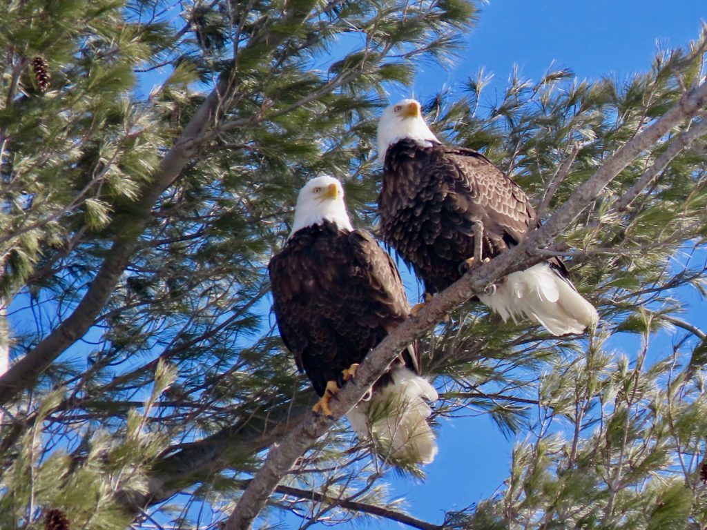 eagle pair 1024x768 1