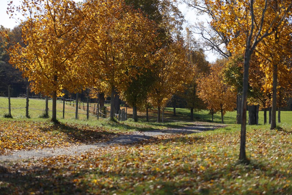 fall foliage bennington vermont 5 1024x683 1