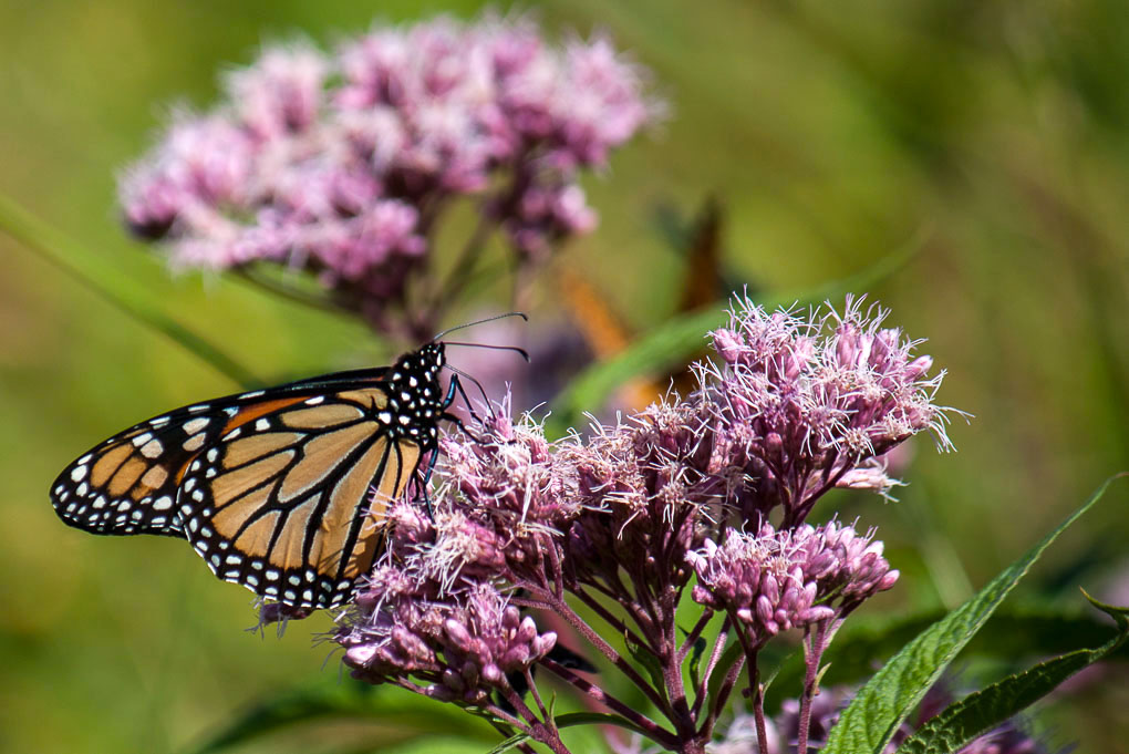 monarch butterfly mount snow
