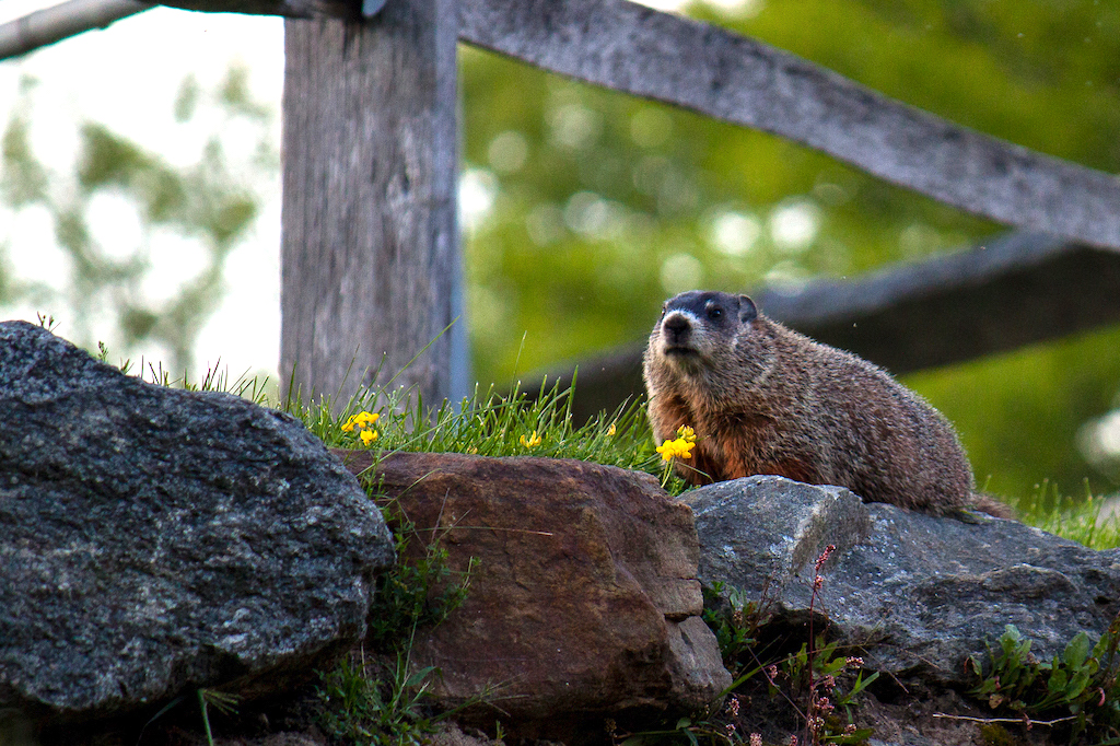 woodchuck mount snow
