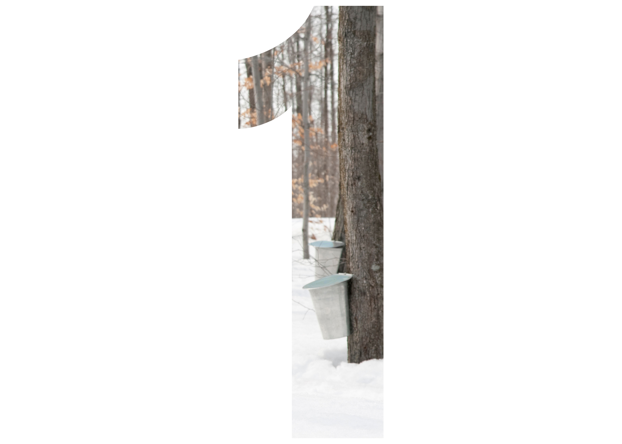 Maple Season 9