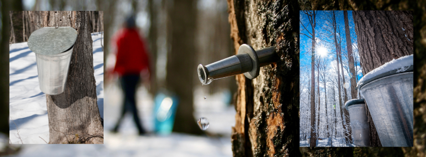 okemo maple