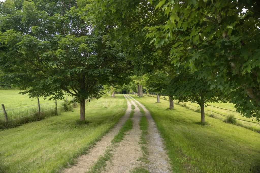 David Morelos Zaragoza The Mile Around Woods Large 1024x683 1
