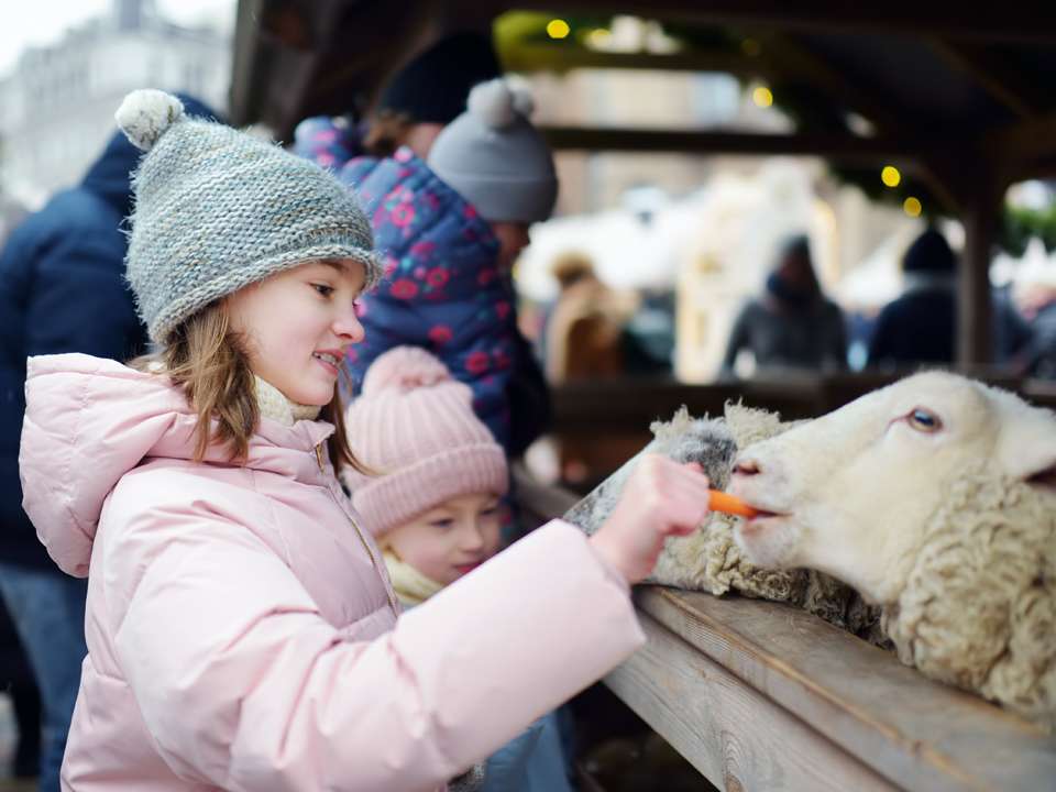 sheep-feed sheep feed