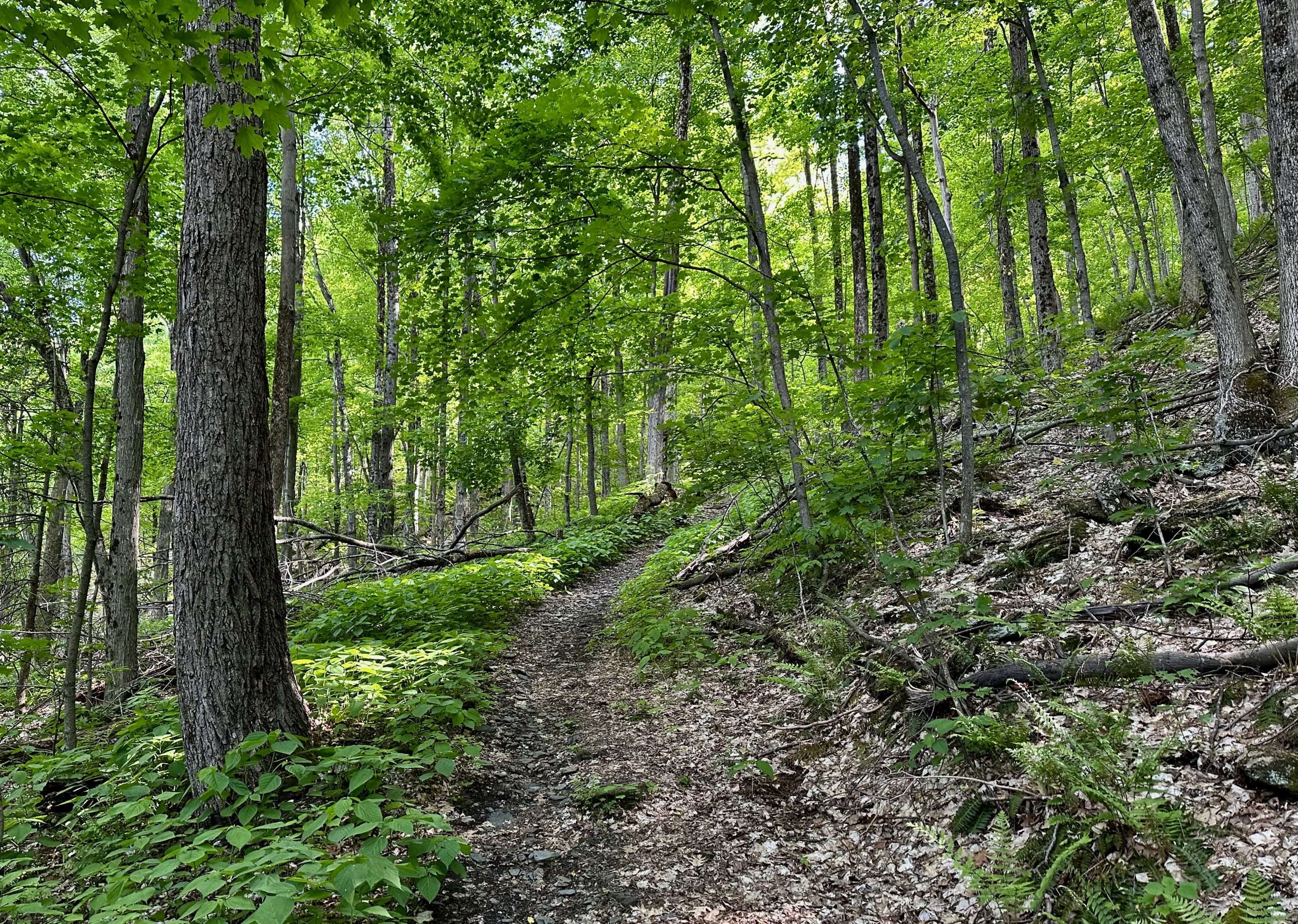 On the way to Zaphod's Run trail on Mt. Anthony in Bennington, VT
